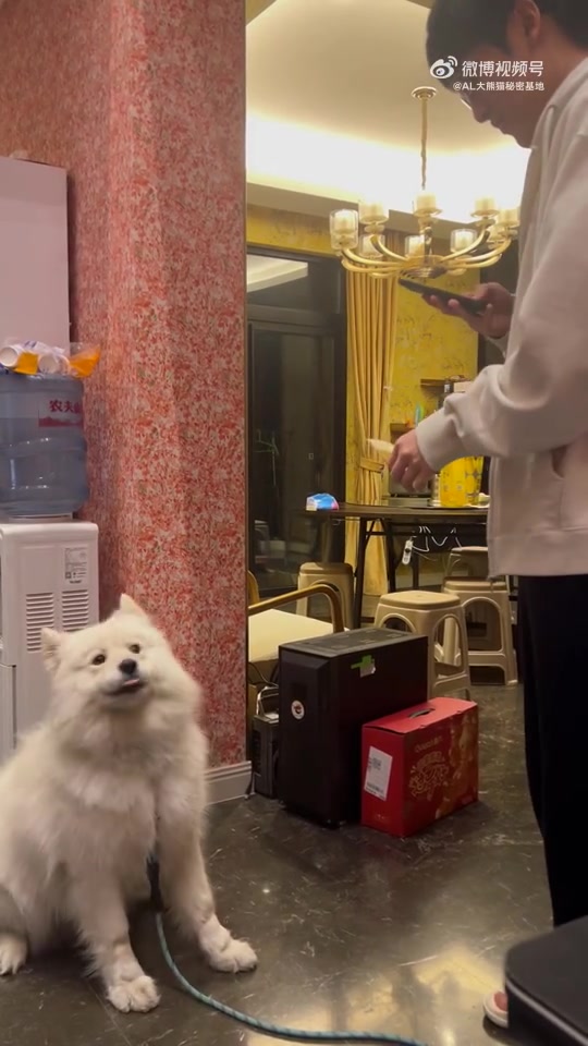 mk体育平台网页版入口AL俱乐部分享视频：Tarzan正在跟基地的萨摩耶打闹玩耍🐕